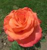 Sundowner rose photo