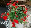 Orange Babyflor ® rose photo