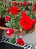 Orange Babyflor ® rose photo
