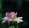 Madame Wagram, Comtesse de Turenne rose photo