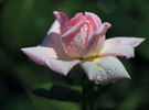 Madame Wagram, Comtesse de Turenne rose photo