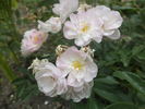 Dentelle de Malines ® rose photo