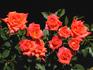 Orange Sunset rose photo
