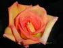 Super Sun rose photo