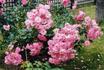 Baronne Surcouf rose photo