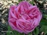 Aristide Dupuy rose photo