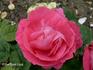 Ernest Prince rose photo