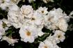 Candeur Lyonnaise rose photo