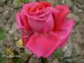 Louis Rollet rose photo