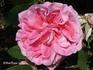 Miss Hassard rose photo