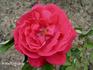 Adélaïde de Meynot rose photo