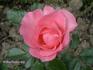Madame Alexandre Julien rose photo