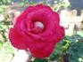 Alabama rose photo