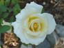 Delicate Beauty rose photo