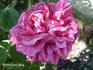 Auguste Hartmann rose photo