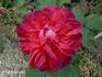 Carl Coers rose photo