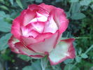 Neue Revue ® rose photo