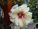 CHEwjackbelt rose photo