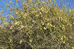 Afoliata clematis photo