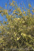Afoliata clematis photo