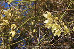 Afoliata clematis photo