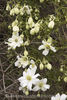 C. x cartmanii 'Sweet Hart' clematis photo