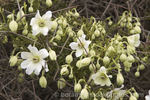 C. x cartmanii 'Sweet Hart' clematis photo