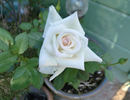 Cachet ™ rose photo