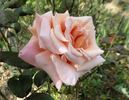 Emma rose photo