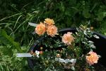 1-72-1rugeldafly rose photo