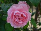 Joyce Edmonds rose photo
