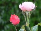 Joyce Edmonds rose photo