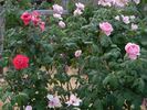 Joyce Edmonds rose photo