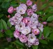 Bonny ® rose photo