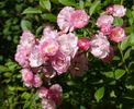 Bonny ® rose photo