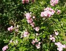 Bonny ® rose photo