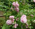 Bonny ® rose photo