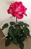 My Lady Barbara rose photo