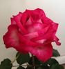 My Lady Barbara rose photo