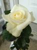 Randy Scott rose photo