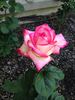 Desperado rose photo