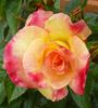 Jacob's Robe ™ rose photo