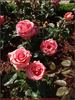 Atida rose photo