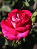Ronald Reagan ™ rose photo