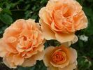 Konigin Wilhelmina rose photo