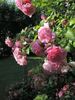 Fragezeichen rose photo