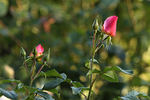 Jardins d'Aywiers rose photo