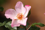 Jardins d'Aywiers rose photo