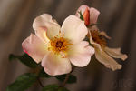 Jardins d'Aywiers rose photo