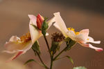 Jardins d'Aywiers rose photo